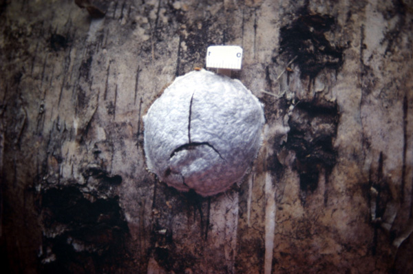 Quiz: � un liceale anche se non ha mai frequentato.